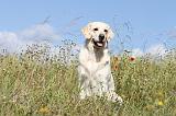 GOLDEN RETRIEVER 370